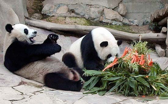 [PANDA[5].jpg]
