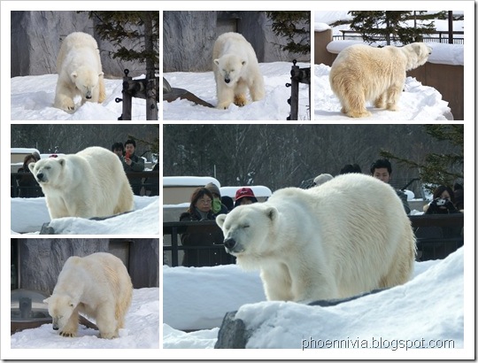北極熊3