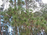 IMG_7086.JPG
