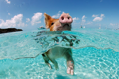 a pig swims toward the camera in clear Caribbean waves