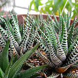 HaworthiaAstroloba