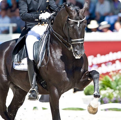 el-caballo-mas-caro-del-mundo