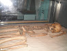 Stockholm Museet photo 20