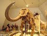 Royal Ontario Museum photo 28