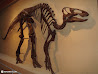 Royal Ontario Museum photo 50