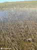 Everglades photo 5