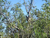 Everglades photo 15