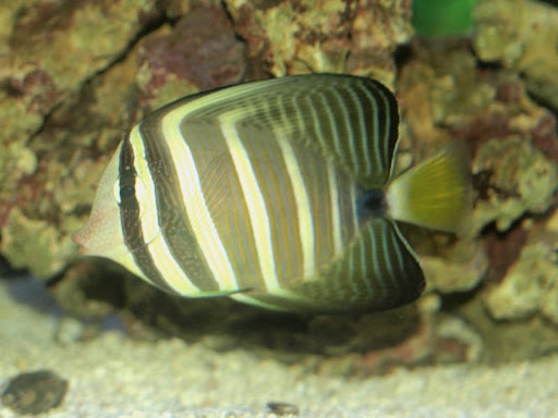 sailfin.jpg