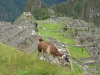 Pérou &ndash; La mascotte du Machu
