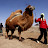Chine &ndash; Une chameau poilu comme animal de trait