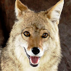 Coyotes