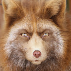 Foxes