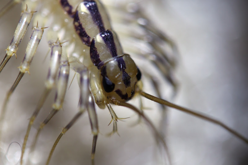 House Centipede