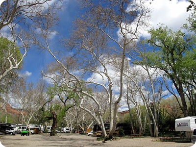 arizona cottonwood tree