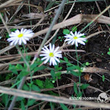 – 丹霞山高草湿地里的野菊花 – 丹霞山高草湿地里的野菊花