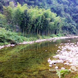– 竹林 – 竹林