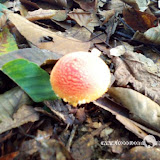 – 野生的菌类 – 野生的菌类
