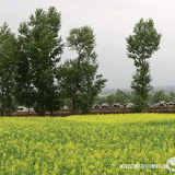 – 美丽的油菜花 – 美丽的油菜花