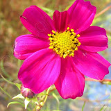 &ndash; 沙湖之花