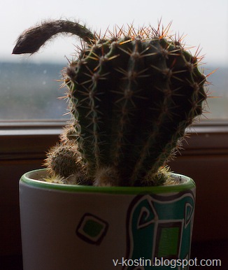 [20091004-102414-cactus-_MG_3751[5].jpg]