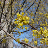 Pre-Spring