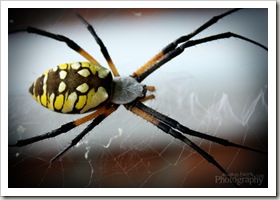 IMG_7861eweb