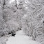 Flott med snø på trærne