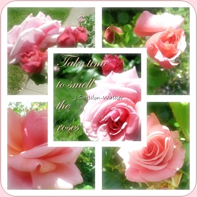 [pink roses[11].jpg]