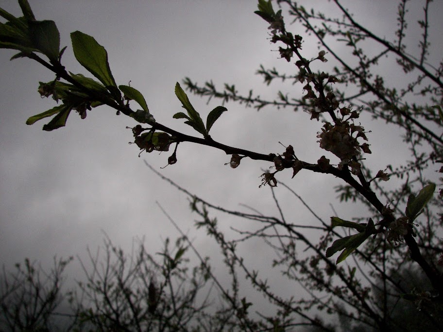 IMAGE: http://lh5.ggpht.com/_0R4kBESWztI/ScdJ-im7iYI/AAAAAAAAAWo/cicUDIzqXPU/s912/%E5%A9%BA%E6%BA%90%E4%B9%8B%E6%98%A5%20308.jpg