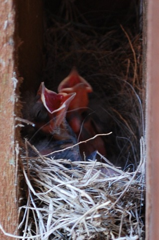 [Baby Birds[3].jpg]