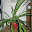 Mary Jane the Spider Plant