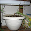 Fritz Jr. The spider plant