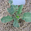 Broccoli: Calabrese
