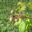 Heritage Raspberry