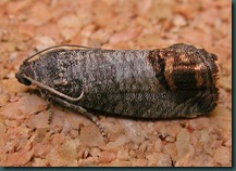 codlin_moth_adult