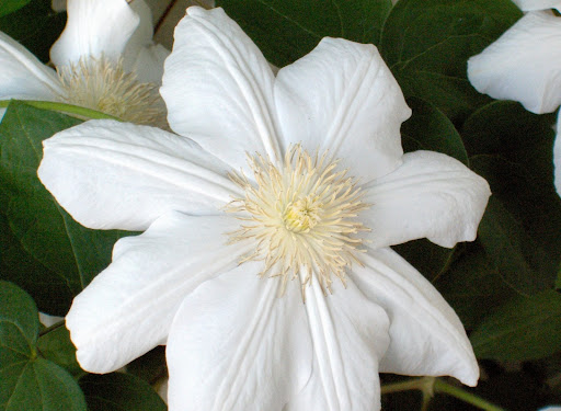 coultre