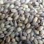 Organic Wheat