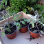 Shop bought tumbling toms