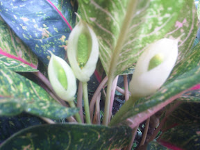  Aglaonema Plant