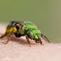 Sweat Bee