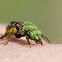 Sweat Bee