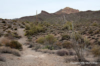 IMG_4972.JPG Photo