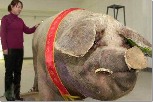 a406_pig a406_pig
