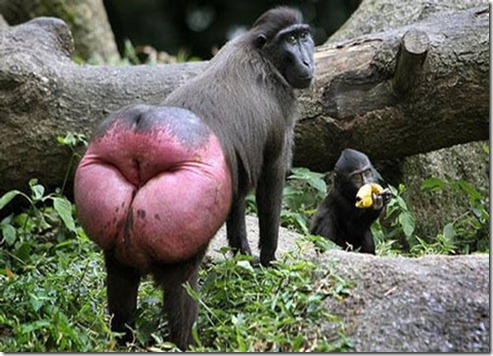 fotos de animales raros