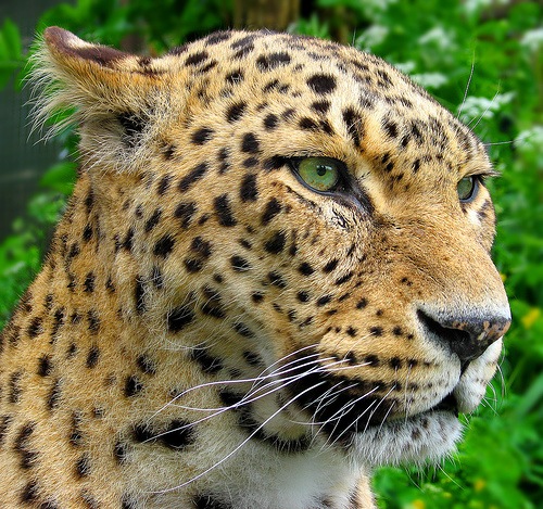[leopardodefrente3.jpg]