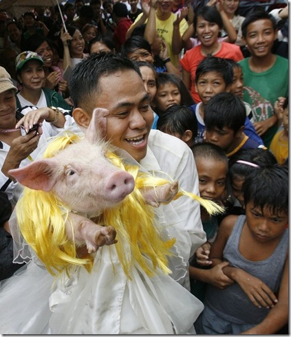 pigs_07
