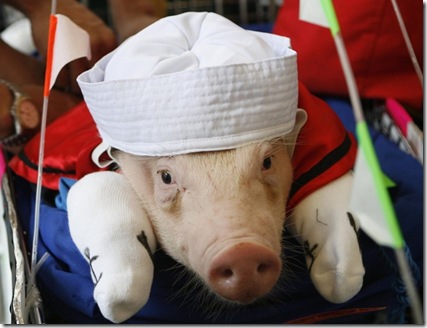 pigs_06