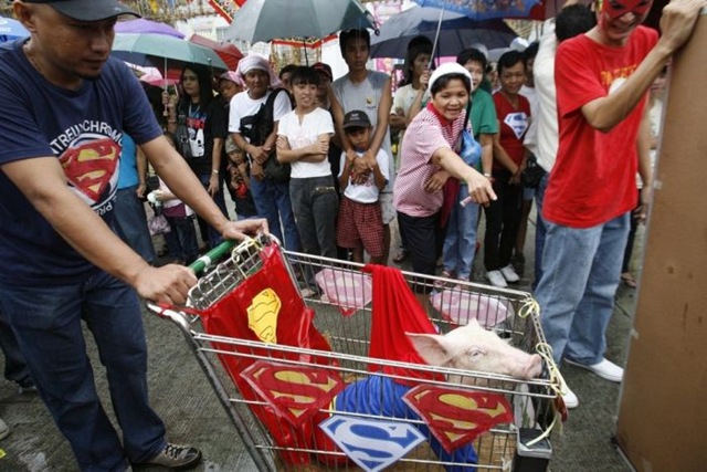 [pigs_043.jpg]