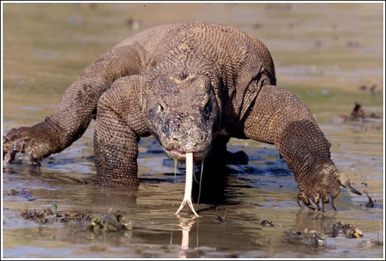 [komodo3.jpg]