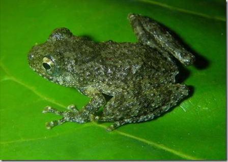 Un tesoro de más de 160 nuevas especies en el Mekong - Ciencia - elmundo.es_1253895224581